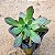 Aeonium decorum - Imagem 1