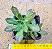 Aeonium decorum - Imagem 2
