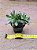 Aeonium decorum - Imagem 2