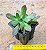 Aeonium decorum - Imagem 3