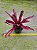 Bromelia neoregelia fire ball - Imagem 1