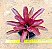 Bromelia neoregelia fire ball - Imagem 1