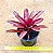Bromelia neoregelia fire ball - Imagem 2