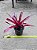 Bromelia neoregelia fire ball - Imagem 2