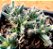 Trichodiadema densum - Imagem 2