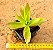 Crassula capitella campfire - Imagem 2