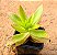 Crassula capitella campfire - Imagem 1