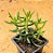Crassula tetragona - Imagem 1