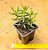 Crassula tetragona - Imagem 2