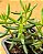 Crassula tetragona - Imagem 3