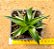 Dyckia brevifolia - Imagem 1