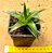 Dyckia brevifolia - Imagem 5