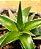 Dyckia brevifolia - Imagem 2