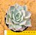 Echeveria lauii x silhouette - Imagem 1