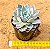 Echeveria lauii x silhouette - Imagem 2