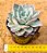 Echeveria lauii x silhouette - Imagem 3