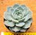 Echeveria lauii x silhouette - Imagem 1