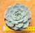 Echeveria lauii x silhouette - Imagem 2