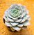Echeveria lauii x silhouette - Imagem 5