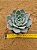 Echeveria lauii x silhouette - Imagem 1