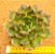 Echeveria Anne - Imagem 1