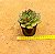 Echeveria Anne - Imagem 5