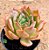 Echeveria Anne - Imagem 2