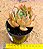 Echeveria Anne - Imagem 3