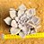 Echeveria Beverly - Imagem 1