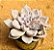 Echeveria Beverly - Imagem 2