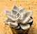 Echeveria Beverly - Imagem 2