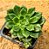 Echeveria Green emerald - Imagem 1