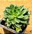 Echeveria Green emerald - Imagem 2