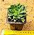 Echeveria Green emerald - Imagem 3