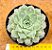 Echeveria Hiarium - Imagem 2