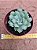 Echeveria Hiarium - Imagem 6