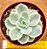 Echeveria Lemon rose variegata - Imagem 1