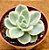 Echeveria Lemon rose variegata - Imagem 2
