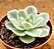 Echeveria Lemon rose variegata - Imagem 3