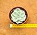 Echeveria Lemon rose variegata - Imagem 4