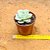 Echeveria Lemon rose variegata - Imagem 5