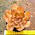 Echeveria lilleia - Imagem 4