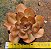 Echeveria lilleia - Imagem 1