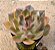 Echeveria lilleia - Imagem 2