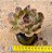 Echeveria lilleia - Imagem 3
