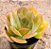 Echeveria lilleia - Imagem 2