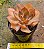 Echeveria lilleia - Imagem 2