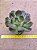 Echeveria lilleia - Imagem 1