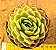 Echeveria nanacan - Imagem 1