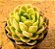 Echeveria nanacan - Imagem 2